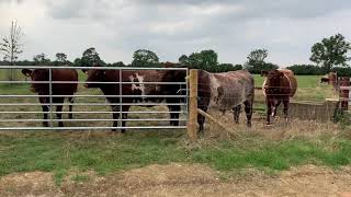 Shorthorn cattle [upl. by Nive]