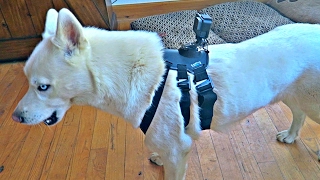 GoPro Dog Harness Test [upl. by Dessma]