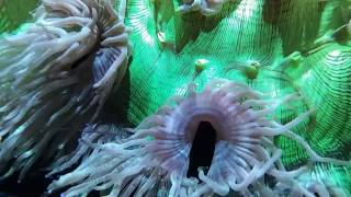 Monster Elegance Corals Filmed by Heather Cordero [upl. by Merrili]