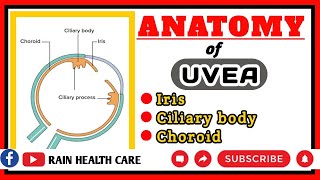 ANATOMY OF UVEA  what is uvea structure of uvea  uvea in hindi [upl. by Blanding]