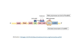 Arabinose Operon [upl. by Bergren219]