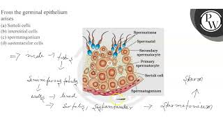 From the germinal epithelium arises a Sertoli cells b interstit [upl. by Steinman]