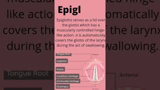 Glottis and epiglottis  Differentiation between glottis and epiglottis [upl. by Dom]