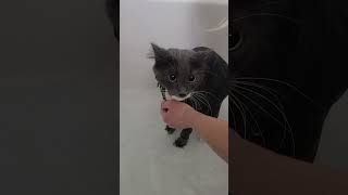 Kitten Bathing 😻 [upl. by Ahsart]