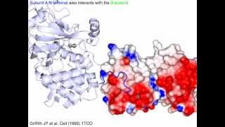 Calcineurin protein phosphatase 2B [upl. by Sidoma]