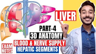 hepatic segments of liver anatomy 3d  blood supply of liver anatomy  nerve supply of liver [upl. by Bernardi]