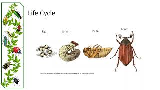 Coleoptera Phylogeny and Taxonomy [upl. by Annahpos]