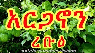 የረቡዕ አርጋኖን  Arganonn Wednesday [upl. by Porush]