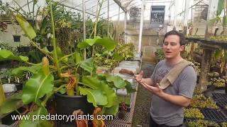 Removing flower spikes from Nepenthes truncata quotTitanquot [upl. by Jervis]