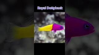 Spotlight Royal Dottyback AKA Bicolor Dottyback [upl. by Katleen]