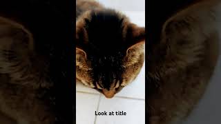 This sound attracts cats tell me if it does in comments cat cute catlover [upl. by Jerold583]