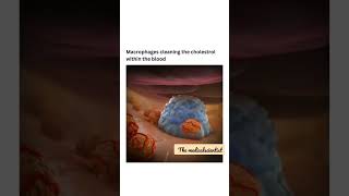 how macrophage works 🔥😎🔥 biology macrophages cells shortsyoutube [upl. by Kannav]