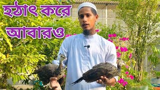 অধিকাংশ লোক ময়ূর পালনের ক্ষেত্রে যা জানে না এমন কিছু তথ্য। [upl. by Mada]