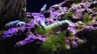 Lawnmower Blenny eating hair algae [upl. by Nutsud]