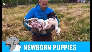 Rescued a homeless pregnant dog  newborn 8 puppies Please share so we can find them new home [upl. by Ecilayram]