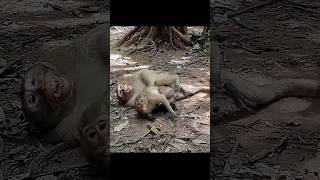 Wildlife monkey Mak and Dakuta so sweet monkeyliving shortsvideo [upl. by Joash]