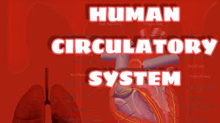 The Human Circulatory System for your quick revision in 9 minutes [upl. by Enawtna668]