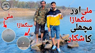 fishing in pakistan  mali and singhara fish catching  fish catching by hook [upl. by Anaihk]