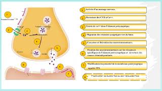 La transmission synaptique [upl. by Stefanac786]