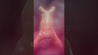 Incredible Heart formation 1st Heartbeat💖  Heart Embryology 3D heart pregnancy baby animation [upl. by Lehsreh]