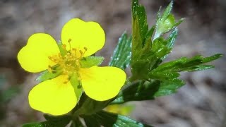 فوائد عشبة لنجبار  Benefits of the herb lingonberry [upl. by Hasen]