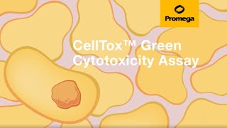 CellTox™ Green Cytotoxicity Assay [upl. by Nickelsen]