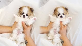 ☕️⭐️ Absolutely Gorgeous Teacup Pomeranian Puppy parti color [upl. by Hogue]