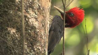 Talking with a Palebilled Woodpecker [upl. by Kaya]