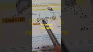 La chaine respiratoire 2bac pc et svt science2ème partie [upl. by Bohlen]