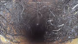 CNHInspections  TREE ROOTS Short Clip Sewer Scope Inspection Video [upl. by Derr245]