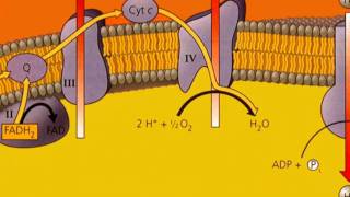 Oxidative Phosphorylation [upl. by Ykceb]