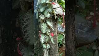 episcia plant plantlover plants [upl. by Ytsihc]