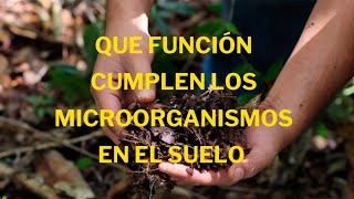 🌳😮🧑‍🌾 Que función cumplen los microorganismos de montaña en el suelo [upl. by Tatianna121]