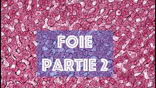 LE FOIE partie 2  HISTOLOGIE [upl. by Neeliak]