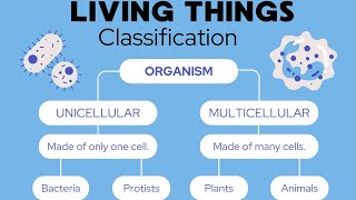 classification of Living Things vertebrates and and non vertebrateslearn with Lehria [upl. by Docia]