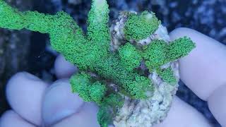 Montipora digitata green fluor coral gandalf [upl. by Llerraj910]