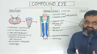 Compound Eye UrduHindi medium profmasoodfuzail Anatomy of Ommatidium  Insects Eye [upl. by Nessa719]