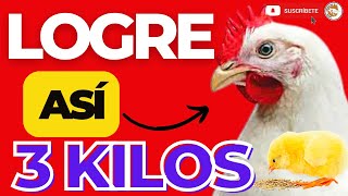 🤑Como lograr Pollos de Engorde de 3 kilos en Poco Tiempo😎 [upl. by Nirok133]