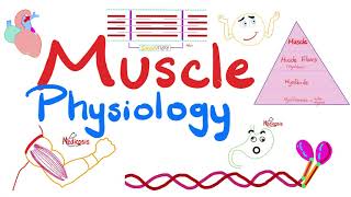 Muscle Structures  Actin Myosin  I band A band H zone M line  Muscle Physiology Series [upl. by Enoch158]