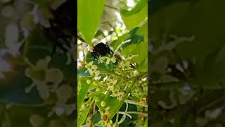 bUMBLE BEE bumblebee bumblebees pollen bee keepitreel naturelovers videoshort neocurio [upl. by Killie]