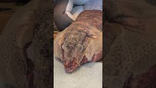 Massive lizard sheds his skin [upl. by Jalbert]