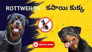 Rottweilerరోట్‌వీలర్ కసాయి కుక్క breed details in Telugu [upl. by Ikkin]