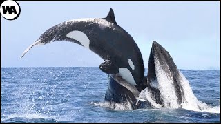 Voici Pourquoi Toutes les Baleines ont peur des Orques [upl. by Atreb240]