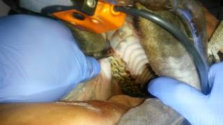 BoldiVetTV Wolf Teeth Extraction 105 205 [upl. by Yila]