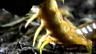 Knife Party  Centipede original video rip Discovery Channel [upl. by Arekahs633]