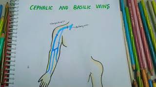 CEPHALIC  BASILIC  MEDIAN CUBITAL VEIN  Origin  Drainage  Uses  All you need to know [upl. by Kalam568]