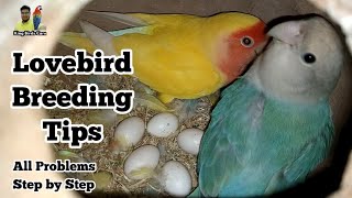 Love birds breeding tips  Lovebirds full information  Love birds breeding setup [upl. by Anec]