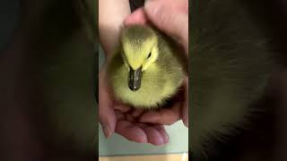 Rescued Gosling chirps🪿birdlovers birds rescuebirds goslings Wildlifecenter babygeese [upl. by Keelin587]