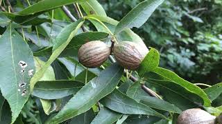 Hickory  pecans and black Walnuts [upl. by Ruenhs]