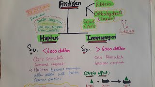 Immunology lec10 Antigen Hapten and Immunogen [upl. by Brenza]